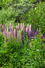 The lupine flower growing on a summer meadow.