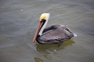 Grey Pelican Side/Side view of Great Grey Pelican in breeding plumage, floating on water