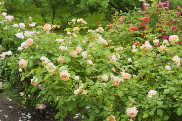 Rose garden with multi-colored roses. English roses bred by David Austin in the garden.