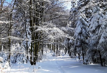 Beautiful sunny day in the Winter forest, Poland