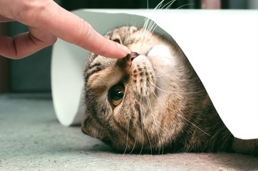 Cat hides under a sheet of paper and is laying on the floor.