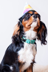 Cavalier King Charlse Spaniel portrait