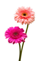 Two beautiful delicate gerbera flowers isolated on white background. Fashionable creative floral composition. Summer, spring. Flat lay, top view