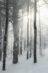 Fototapeta na wymiar Snow falling from trees
