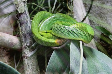 Serpent vert dans son terrarium
