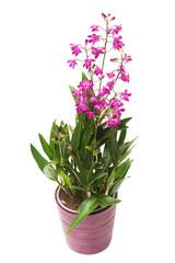 Pink orchid flower Dendrobium kingianum in a pot isolated on white background. Fashionable creative...