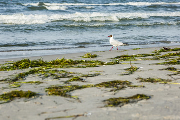 Fototapeta na wymiar Laufende Möwe am Strand mit Meer im Hintergrund
