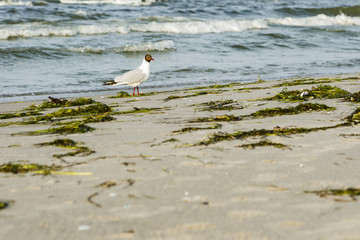 Möwe am Ostseestrand mit Wasser und Sand
