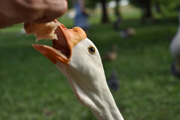 Goose eating bread 