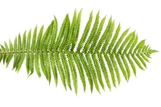 Fern leaf macro isolated on white background. Green. Flat lay, top view