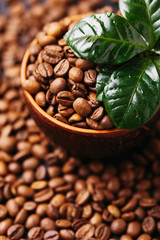 Coffee plant tree and roasted coffee beans. Top view