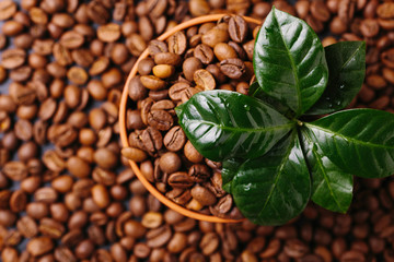Fototapeta premium Coffee plant tree and roasted coffee beans. Top view