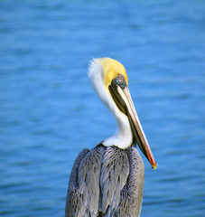 Pelican Close up/Close up of male Great Grey Pelican in full plumage. 