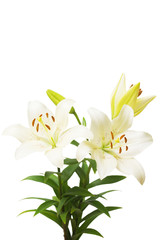 Fototapeta na wymiar Bouquet of beautiful delicate white lilies isolated on white background. Wedding, bride. Fashionable creative floral composition. Summer, spring. Flat lay, top view. Love. Valentine's Day