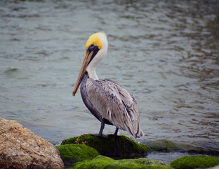 Pelican Horizontal/Colorful Pelican standing on mossy rocks.
