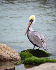 Pelican Vertical/Colorful Pelican perched on mossy rocks
