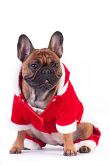 Funny french bulldog in Santa suit