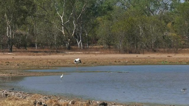 bird life at bird billabong in mary river national park near kakadu