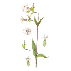 Watercolor carnation set. Hand-drawn illustration Isolated on white.