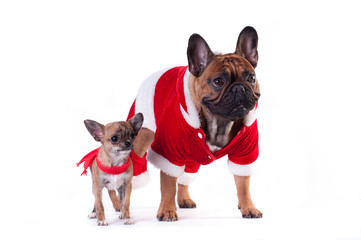 Two Funny dogs in Santa suit