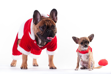 Two Funny dogs in Santa suit