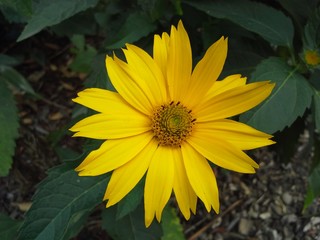 Yellow flower with dark background