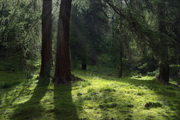 sunny morning in the mystical forest, sun rays in the pine crown, green nature wallpaper