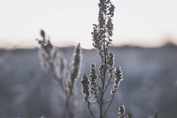 Obraz premium Nature at Dusk