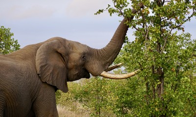Elephant Feeding  © Nolan