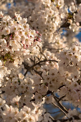 Cherry blossoms early on a sprintime morning