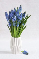 Grape hyacinths flowers
