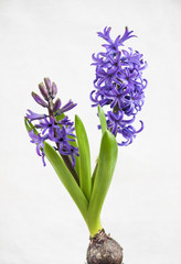 Fototapeta premium Purple hyacinths blooming