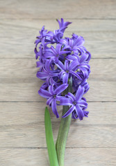 Purple hyacinths blooming