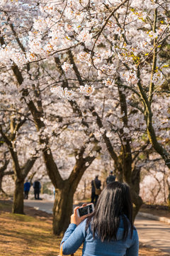 Taking pictures of the Springtime Cherry Blossoms in bloom