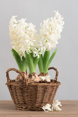 White hyacinths blooming