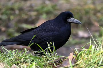Black bird in autumn park. Raven walks on path of the city garden. Crow is looking for food