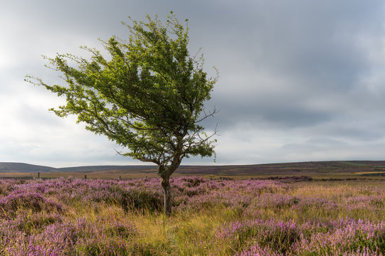 Lone tree amongst the heather, Yorkshire Moors, Yorkshire