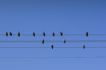 A flock of starlings sitting on the wires of the power line against the blue sky