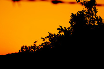 Burned Landscape Picture with Black and Orange
