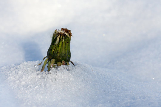 Winter dandelion with snow around