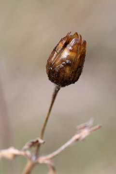Winter flower with blurred background