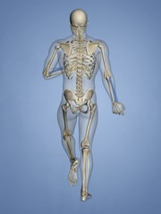Radius, Human Skeleton, 3D Model