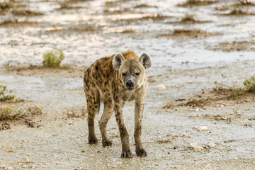 Tüpfelhyäne, spottet hyena, Crocuta crocuta