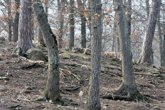 Wolf sleeping in forest with trees around