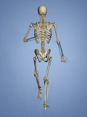 Radius, Human Skeleton, 3D Model