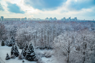 Wonter landscape. Frozen trees in a forest covered by snow near the city of  Voronezh