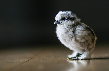 Silkies chick