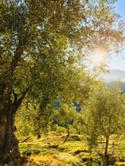 Fototapeta premium Oliviers soleils
