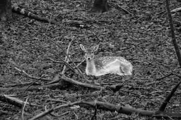 Fototapeta premium a bit sleepy deer
