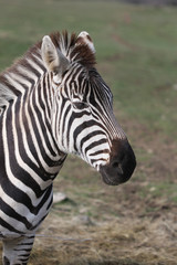 Fototapeta na wymiar Zebra head close-up portrait with blurred background